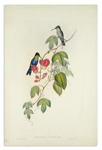 GOULD, JOHN. Group of 7 hand-colored lithographs of hummingbirds